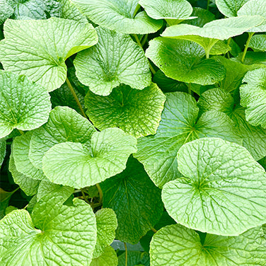 Wasabi Leaves & Stems