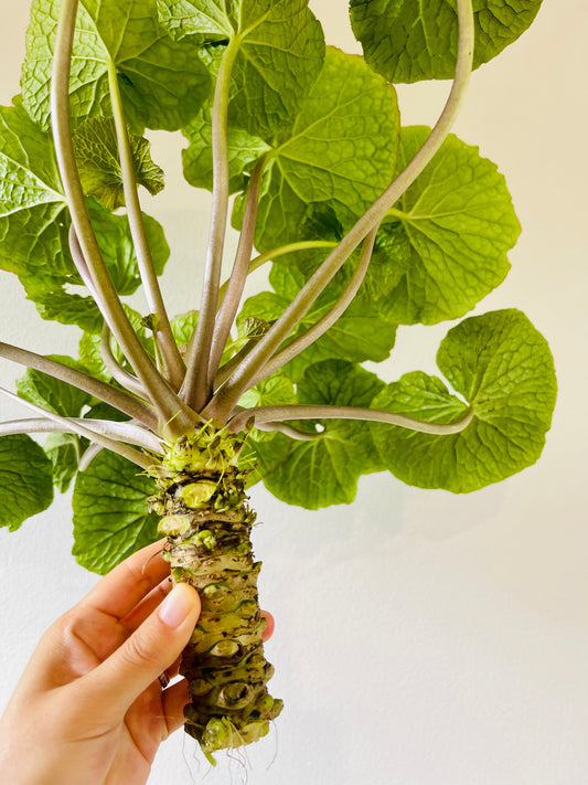Foodprint Features Wasabi
