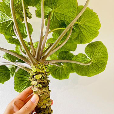 Wasabi Rhizomes – Volcano Wasabi